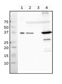 61-003_Fig1