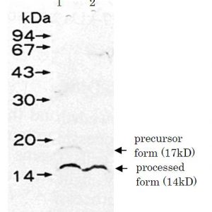 61-011_Fig1