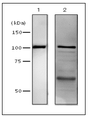 61-012-fig1