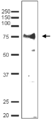 62-024-fig1