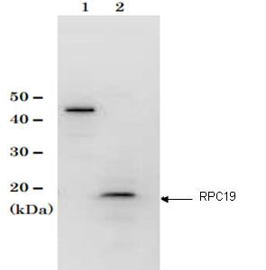 62-035-fig1