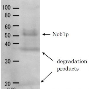 62-211_Fig1