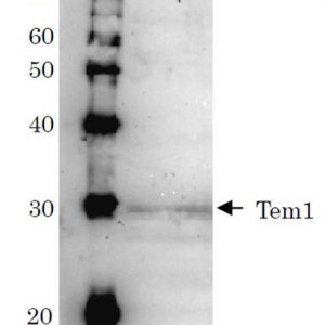 62-215_Fig1