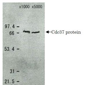 62-302_Fig1