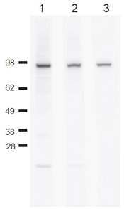 62-303-fig1