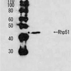 63-001_Fig1