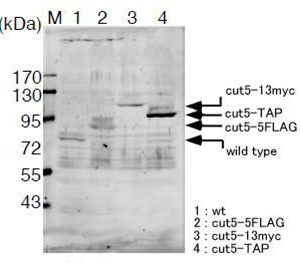 63-107_Fig1