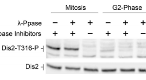 63-121-fig1