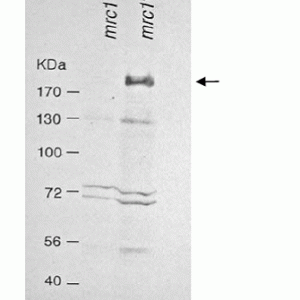 63-151_Fig1