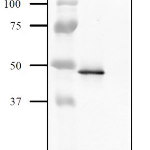 64-001_Fig1