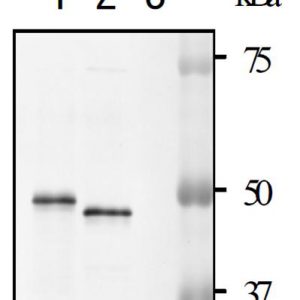 64-005_Fig1