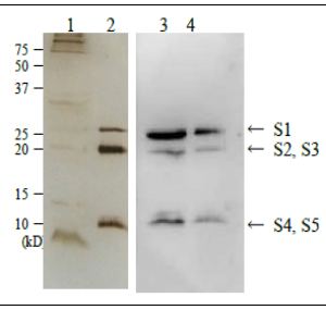 64-030-fig1