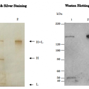 64-035-fig1