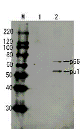 65-003_Fig1