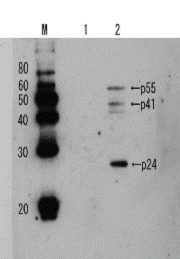 65-004_Fig1