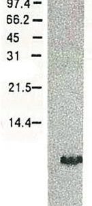 65-058_Fig1
