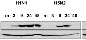 65-111-fig1