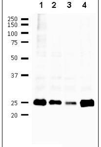 65-155-fig1