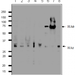 65-160-fig1