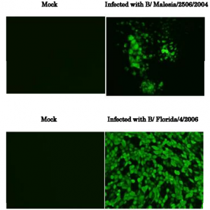 65-170-fig1