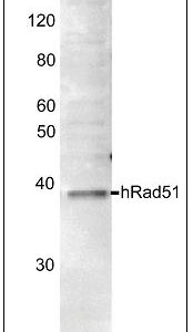 70-012_Fig1