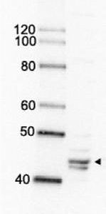 70-050_Fig1