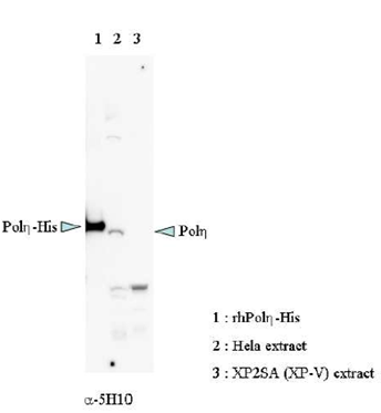 Anti Dna Polymerase Eta Human Antibody Mouse Monoclonal 5h10 As One International