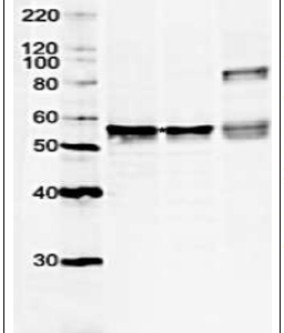 70-130-fig1