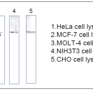 71-023-fig1