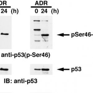 71-115_Fig1