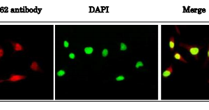 71-161-fig2