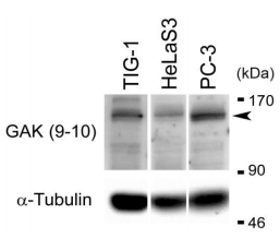 71-203-fig1