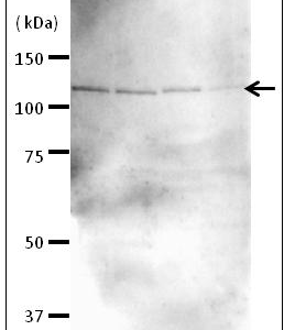 70-105-fig1