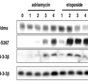 71-141_Fig1