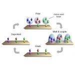 Peptide Microarrays