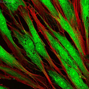 2D/3D Cell Culture