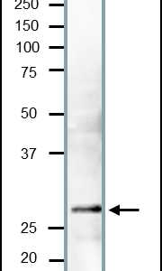 62-160-flg1