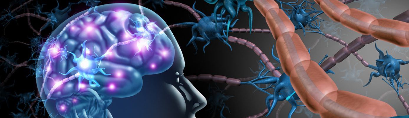 Brain Nerve Cells