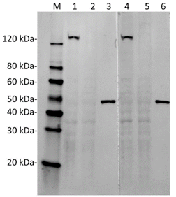cas9ab fig1