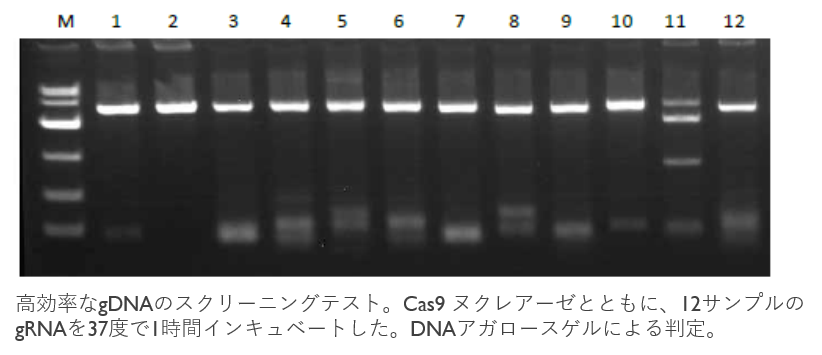 genebuilding fig