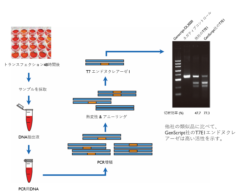 genebuilding flowchart